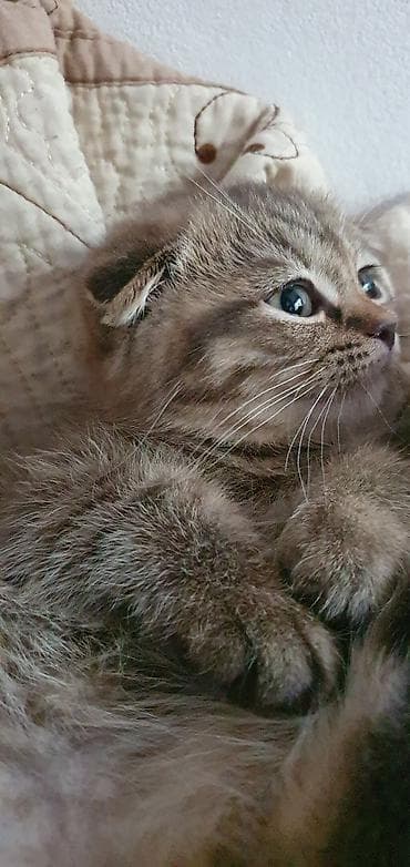 шотладский котенок: Скотиш Фолд (Шотландская вислоухая), 2 месяца, Девочка, Золотая шиншилла, Метис, Приучена к лотку, Проглистована — 2