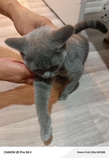 scottish fold: Котёнок, окраса серый/дымчатый (двухцветный), короткошёрстный. Плотная — 5