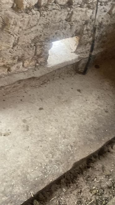 дакан ветнам: Продаю | Тёлка | Для молока — 6