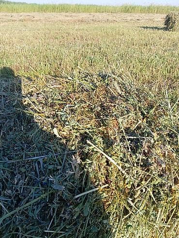 зерно мет: Сено в тюках (луговое/бобово-злаковое) - Упаковка: прямоугольные тюки — 5