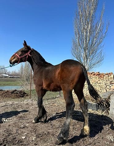 коровы телки 35000: Продаю | Конь (самец), Жеребенок | Для разведения, Конный спорт — 2