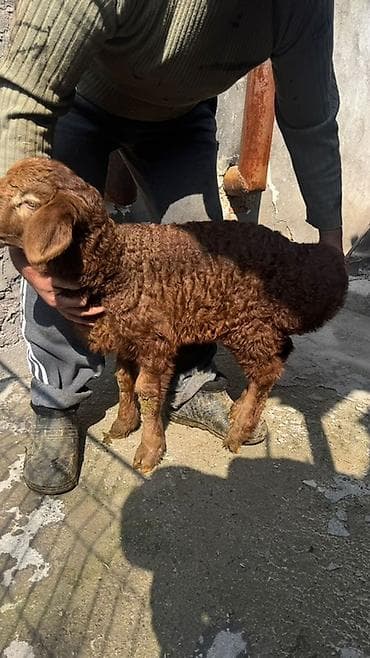 Продаю | Ягненок | Эдильбаевская | Для разведения | Племенные