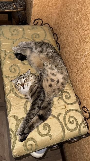 тигры: Скотиш Фолд (Шотландская вислоухая), 2 года, Девочка, Приучена к лотку — 3