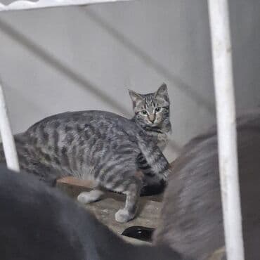 сколько стоит кошка породы мейн кун: Кошка даром: Беспородная, 3 месяца, Девочка — 6