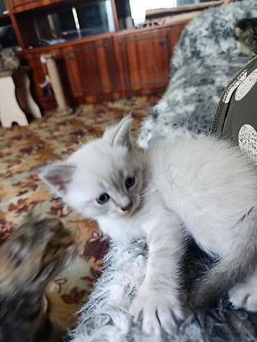 котята британский: Котёнок с окрасом поинт (светлая шерсть с тёмными ушками, хвостом и — 1