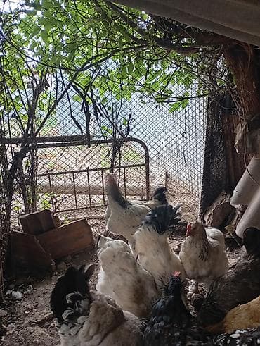 продам курей: Продаются 8 куриц и 3 петуха.находятся в городе Кант — 5
