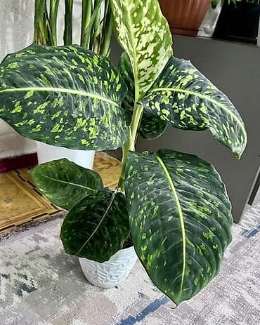 алоэ вера ош: Комнатные декоративно-лиственные растения в горшках. Варианты: - — 3