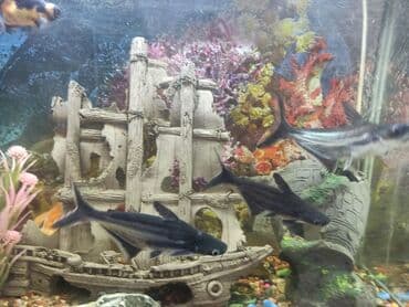 купить сомика в аквариум: Рыбки декоративных пород аквариума. Ножи индийские 3шт 17-20см — 2