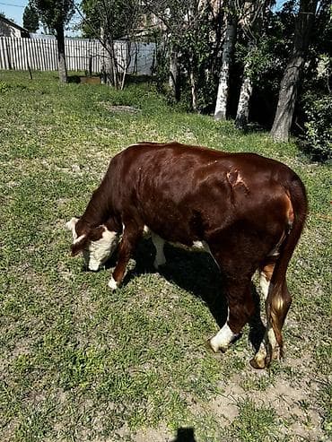 буки: Продаю | Тёлка | Герефорд | На откорм | Привязанные — 5