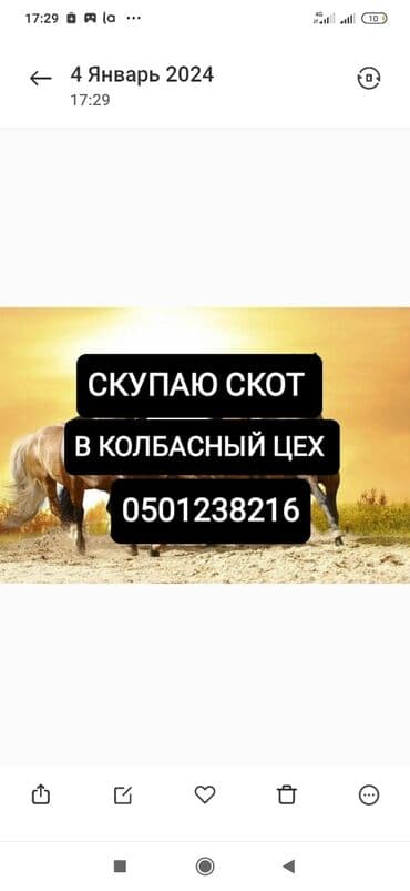 скот обмен на авто: Куплю | Коровы, быки, Лошади, кони, Другие с/х животные | На забой, на мясо, Круглосуточно, Любое состояние — 1