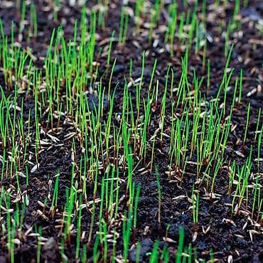 кап мешок: Газонная смесь DLF Seeds & Science - Профессиональные семена для — 6