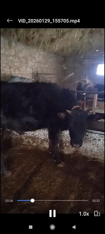 швиц карова: Продаю | Корова (самка) | Для молока | Привязанные — 2