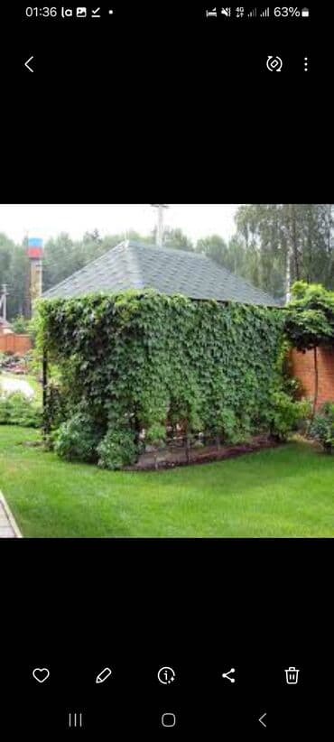 где можно купить семена цветов: Көчөттөр гүлдүн: Плющ, Өзү алып кетүү — 11