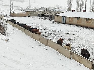 Талап кылынат Малчы, Төлөм: Бир айда эки жолу, Форма
