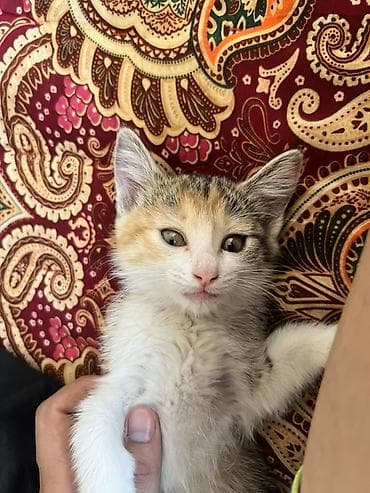 пит: Кошка даром: Беспородная, 2 месяца, Девочка, Приучена к лотку — 2
