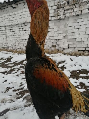 Продаю | Петух | Дакан | Для боев, На забой
