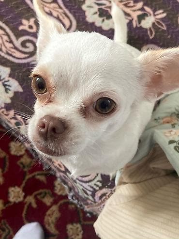 Вязка собак: Вязка: Чихуахуа, Самка, 2 года, С прививкой — 2