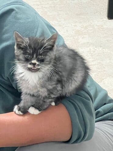 куда можно отдать кошку: Котёнок, пушистый дымчато‑чёрный с белыми носочками и «галстуком» — 8