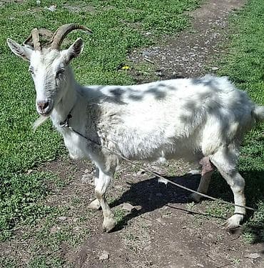 купить ослика: Продаю | Коза (самка) | Для молока — 3
