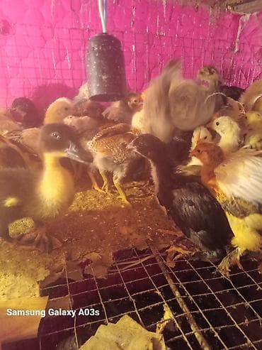 Продаю | Цыплята | Бройлерная | На забой