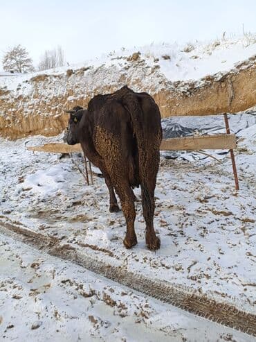 А/ч жаныбарлары үчүн тоюттар: Сатам | Уй (ургаачы) | Көбөйтүү үчүн | Байланган — 2