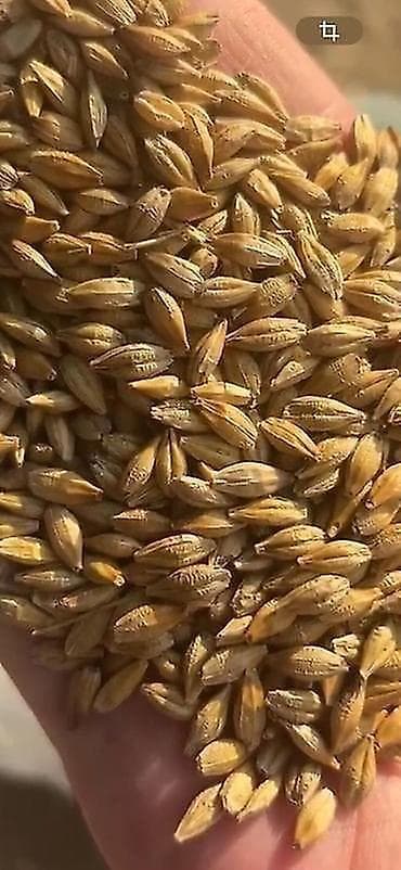 мешок мука: Ячмень (зерно) - Культура: яровой/кормовой ячмень, очищенное сухое — 1