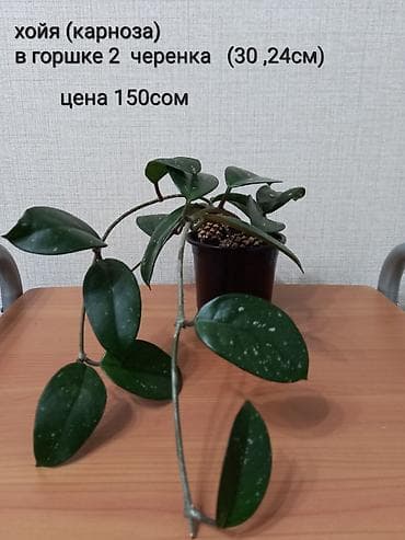 Комнатные растения

Адрес Токтогула/Уметалиева