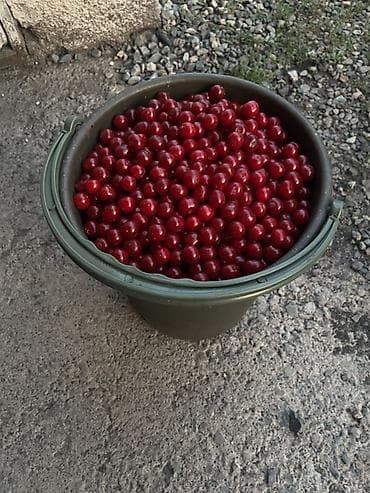 Чие Чекене