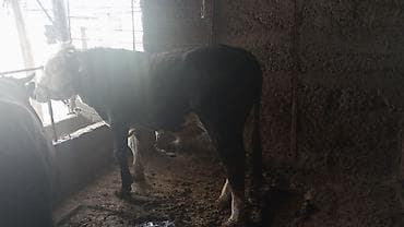 жаны уйлор: Сатам | Бука (эркек) | Бордоп семиртүү үчүн | Байланган — 1