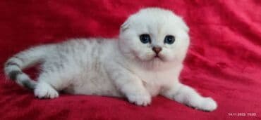 мышык фото: Скотиш Фолд (Шотландиялык шалпаң кулак), 2 айлык, Эркек, Күмүш өңдүү шиншилла — 17