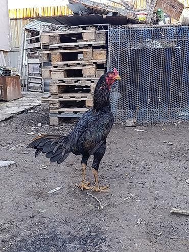 куры несушки: Петух породы дакан Особенности: - высокий рост, длинные сильные ноги — 1