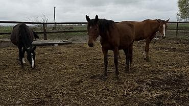 маркрвь на корм: Продаю | Кобыла (самка) | Для разведения — 3