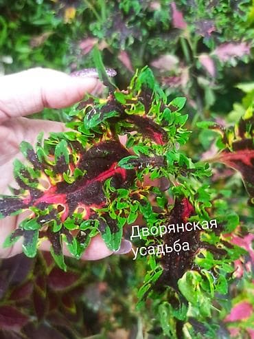 фикус бенджамена: Коллекция декоративных колиусов (Coleus) — яркие сортовые растения для — 7