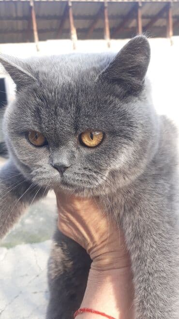 животные в добрые руки: Продаются шотландские котята,привитые,проглистованы,мальчик и девочка — 3