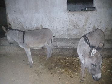 Ослы (пара) - Домашние ослы серого окраса, компактного роста. - На