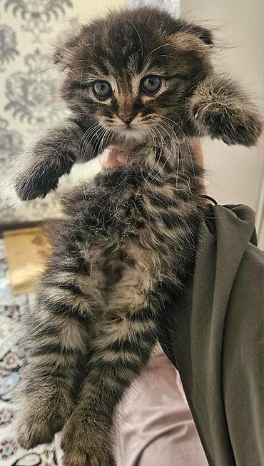 Пушистый котёнок-девочка с эффектной дымчато-тигровой шерстью. Мягкий