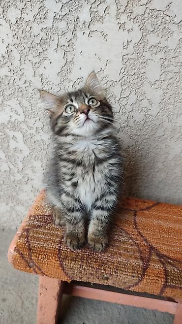 котята токмак: Кошка даром: Беспородная, Мальчик — 3