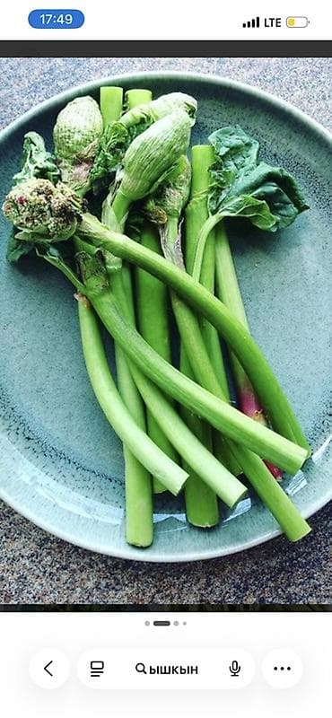 продаю свекла: Ышкын (молодые побеги дикой ревенёвки) - Съедобные сочные стебли с — 2