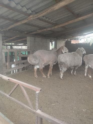 балык чарба: Сатам | Кочкор (эркек) | Көбөйтүү үчүн | Асыл тукумдуу — 2