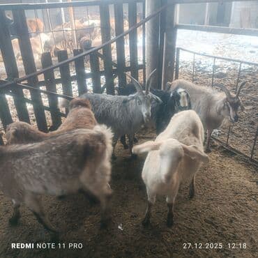 мал сату: Сатам | Эчки (ургаачы), Теке (эркек), Улак | Битал, Аргын | Союуга, Сүт алуу үчүн, Көбөйтүү үчүн | Бооз, Жасалма жол менен боозутуу — 6