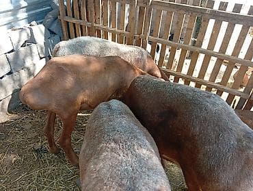 кеклик бишкек: Сатам | Ургаачы кой (ургаачы), Кочкор (эркек) | Аргын, Арашан | Союуга, Көбөйтүү үчүн | Жасалма жол менен боозутуу, Ургаачы — 3