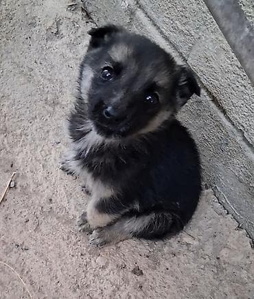 отдам даром собаку в хорошие руки: Очень милая кроха ищет дом! Щенок, ориентировочно 1–2 месяца — 1