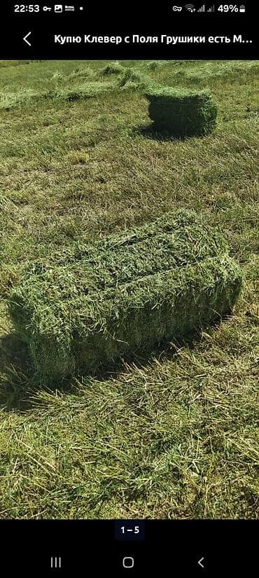 прием кукуруза: Куплю клевер тюки качественные 500шт 250сом (сокулук) — 1