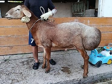 алабай туркменский: Продаю | Баран (самец) | Арашан | Для разведения — 2