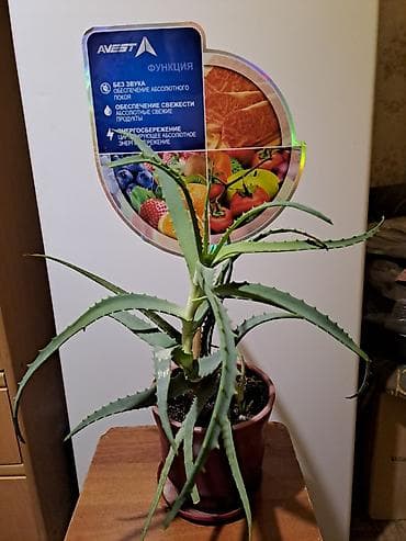 Ашкана буюмдары: Алоэ (в горшке) - Комнатное суккулентное растение с мясистыми — 2