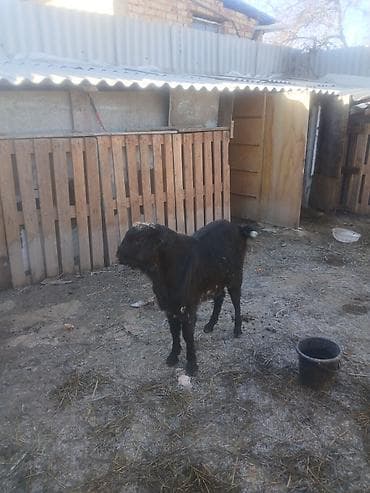 козы кой: Продаю | Козёл (самец) | Для разведения | Осеменитель — 1