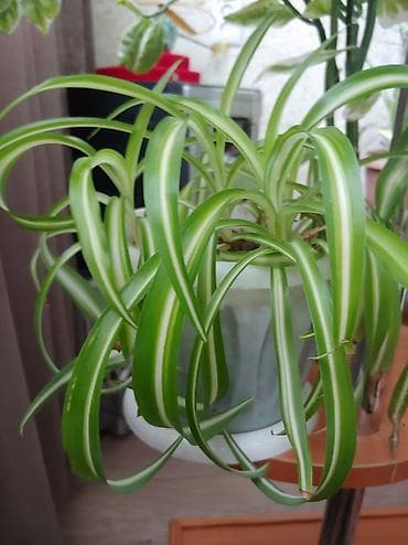 лимон комнатный цена: Продаются цветы от 200 до 500 сом — 10