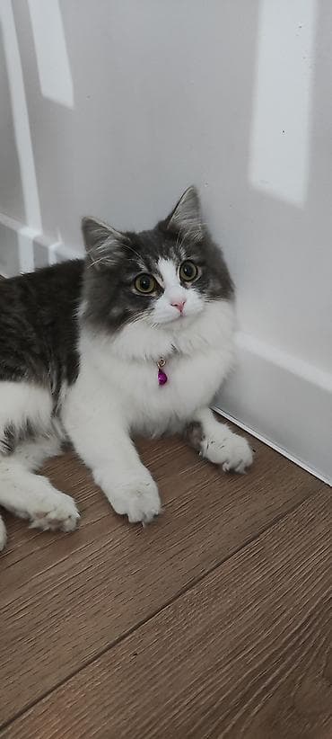 стерилизация кошки бишкек: 2 года, Девочка, С документами — 5