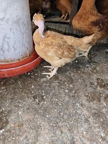 продаю кур несушек: Продаю | Цыплята | Для разведения — 2