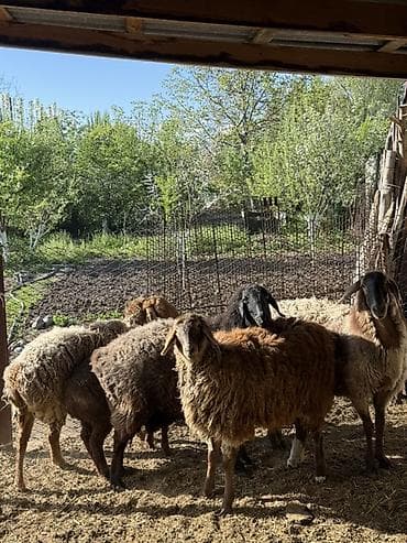 бараны матки: Продаю | Овца (самка) | Для разведения | Племенные — 3